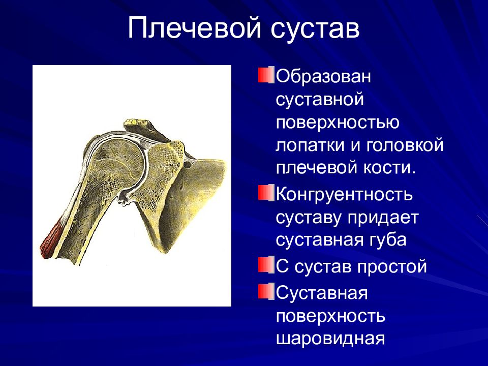 Поверхности сустава. Суставная впадина лопатки анатомия. Клювовидный отросток лопатки анатомия. Суставная поверхность лопатки. Суставной отросток лопатки.