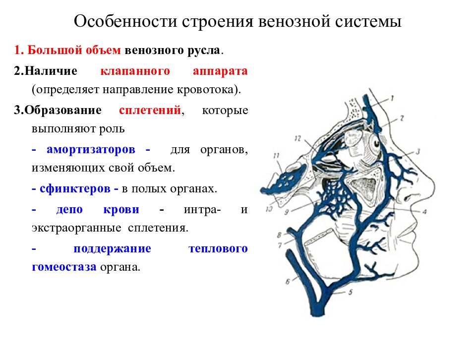 Вены общий план строения