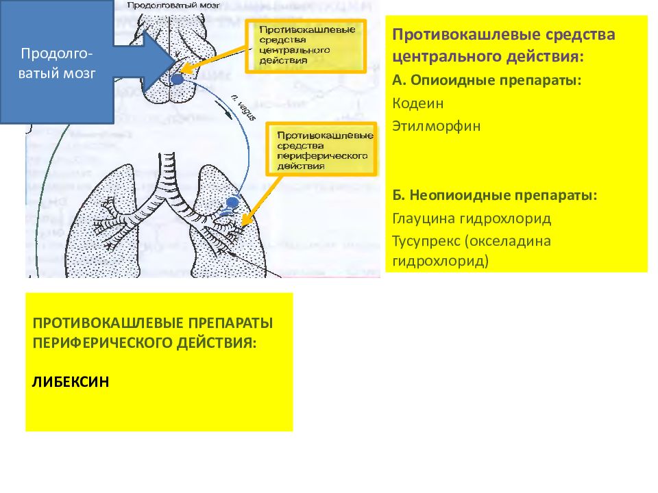 Противокашлевые препараты с кодеином отпускаются. Противокашлевые средства периферического действия. средства влияющие на функции органов дыхания. противокашлевые средства: кодеин либексин. механизм действия глауцина.