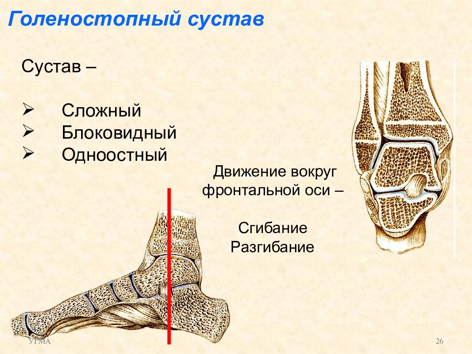 Часть голеностопного сустава. Голеностопный сустав анатомия форма. Голеностопный сустав оси движения. Анатомия голеностопного сустава блоковидный. Голеностопный сустав по классификации.