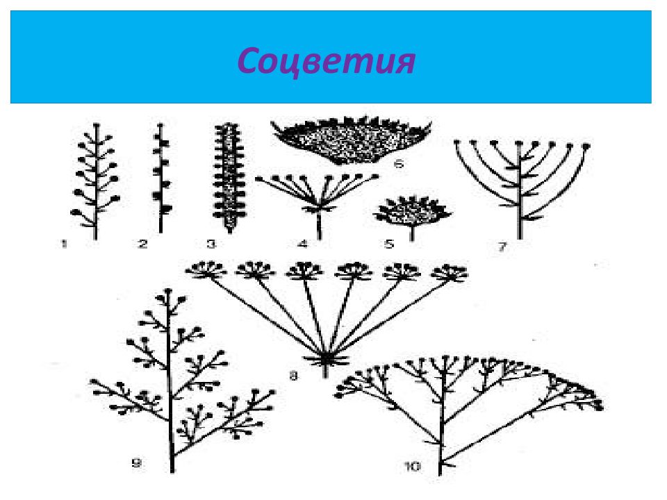 Тест цветок соцветие 6 класс. Простые и сложные соцветия схема. Соцветия растений таблица. Соцветия простые и сложные таблица с примерами. Типы соцветий покрытосеменных.