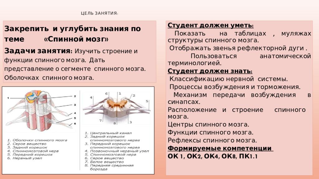 Презентация спинной мозг 8 класс биология пасечник