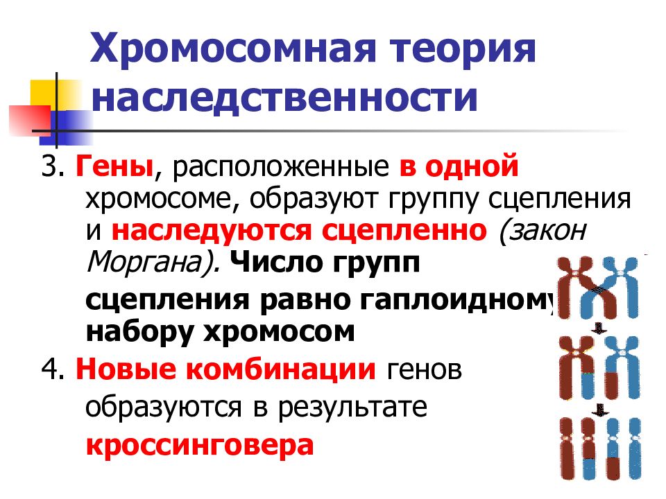 Группа сцепления хромосом. Гены, находящиеся в одной хромосоме, наследуются сцепленно.. Число групп сцепления равно. Отклонение от классических законов Менделя. Механизмы образования новых комбинаций генов.