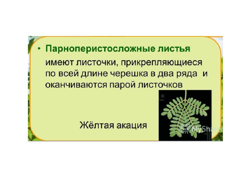 Презентация на тему лист. Парноперистосложные листья. Дважды перистосложные листья. Строение парноперистого листа. Парноперистосложные листья примеры.