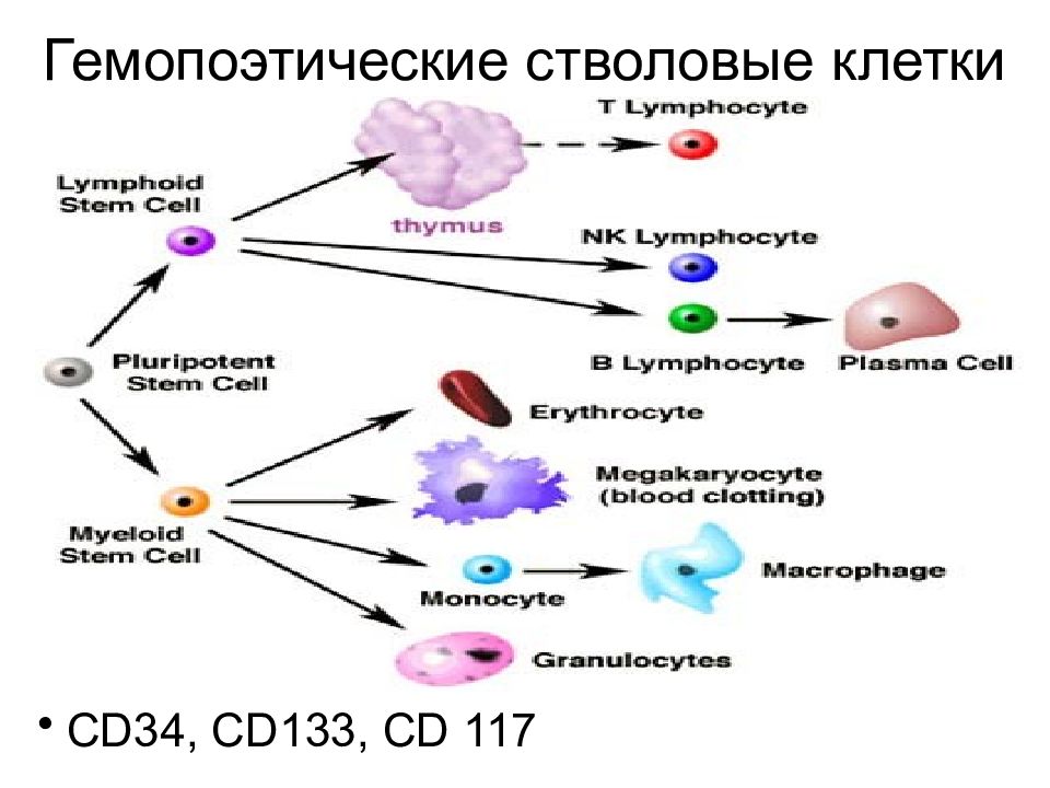 В какой части организма делятся стволовые клетки. Cd34 стволовые клетки. Гемопоэтическая стволовая клетка схема. Этапы развития гемопоэтической стволовой клетки. Плюрипотентные клетки дифференцировка.