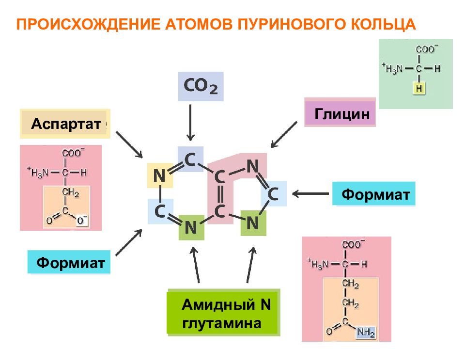 Синтез углерода. Происхождение атомов пуринового кольца. Схема происхождения атомов пуринового кольца. Синтез пуринового ядра. Происхождение атомов с и n в пуриновом основании.