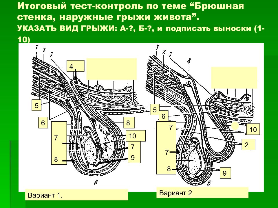 Грыжи топографическая анатомия. Паховые грыжи топографическая анатомия. Наружные грыжи живота топографическая анатомия.