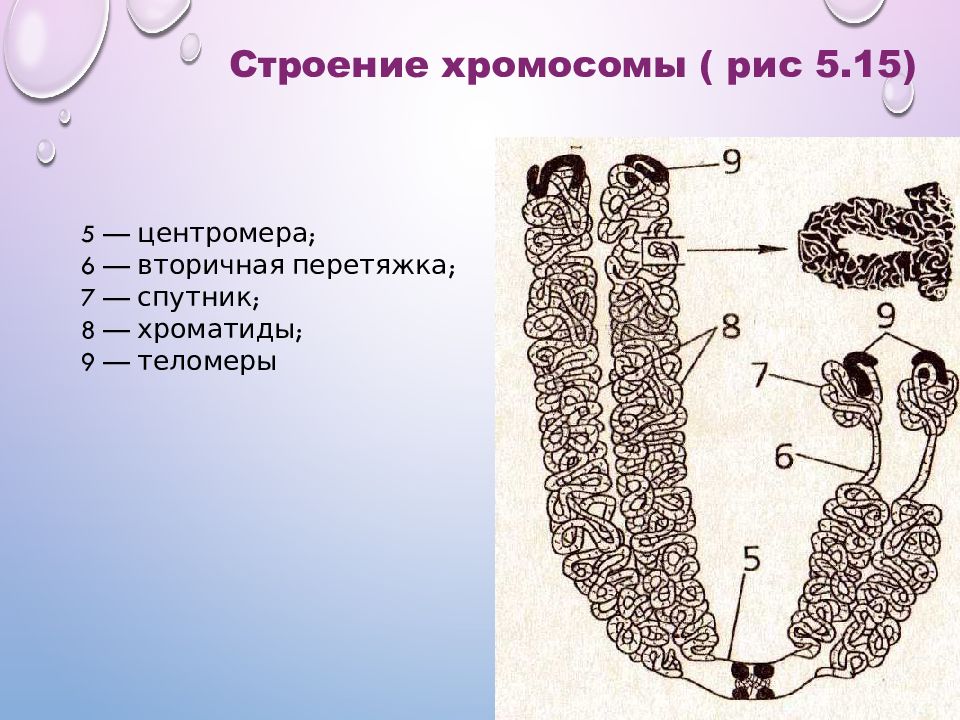 Строение хромосомы. Строение клетки хромосомы. Строение хромосомы рисунок. Строение хромосомы вторичная перетяжка.