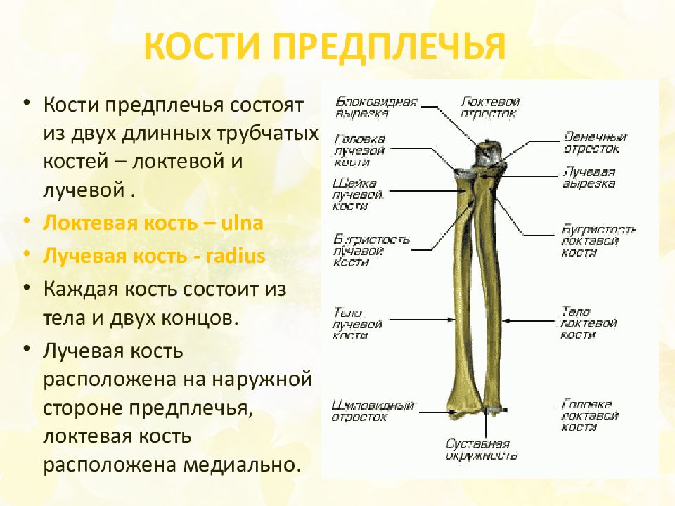 Какой буквой на рисунке обозначена лучевая кость