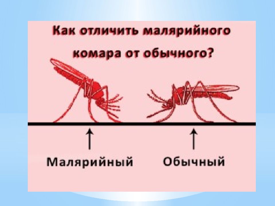 Малярия картинки для презентации