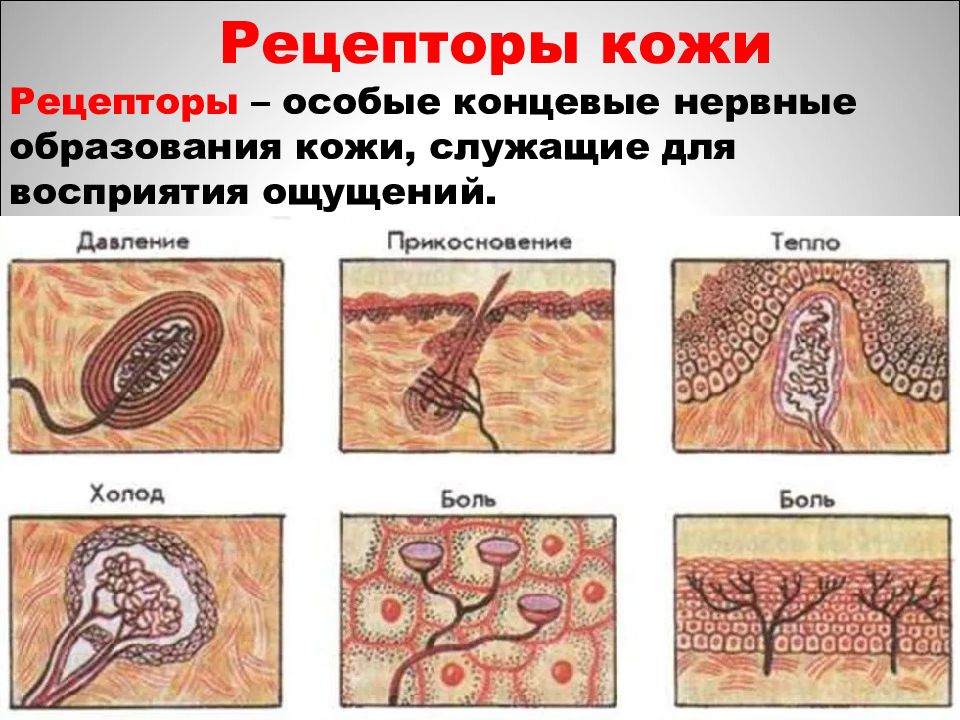 Рецепторы кожи картинка