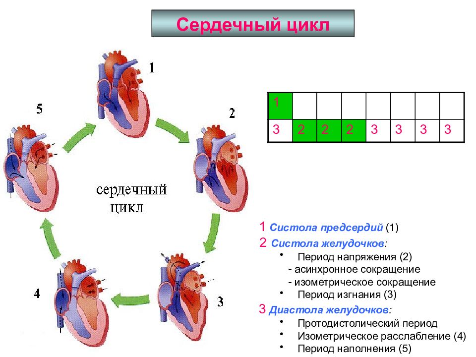 Цикл предсердий. Цикл сердечной деятельности схема. Фазы сердечного цикла физиология.