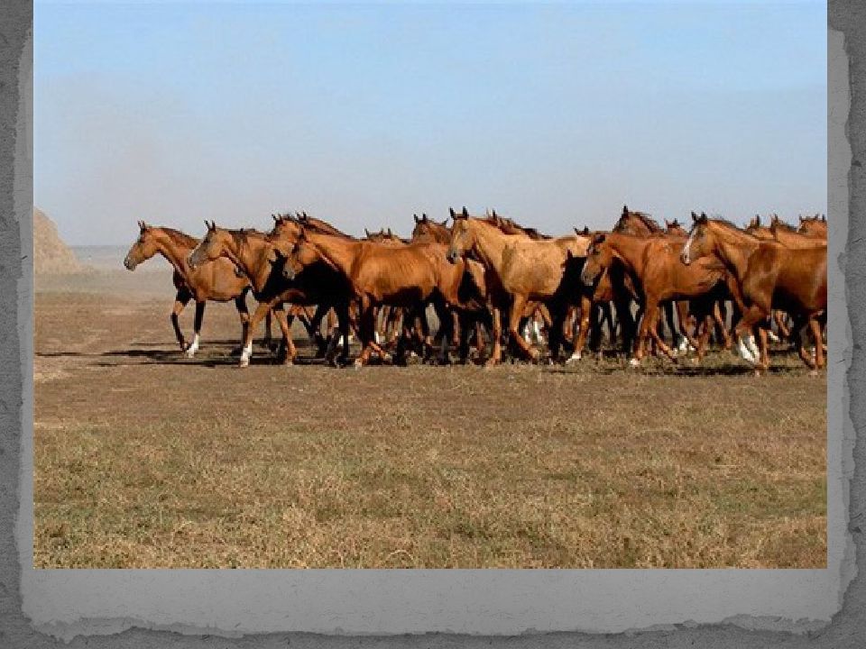 Купить Лошадь В Казахстане Цена
