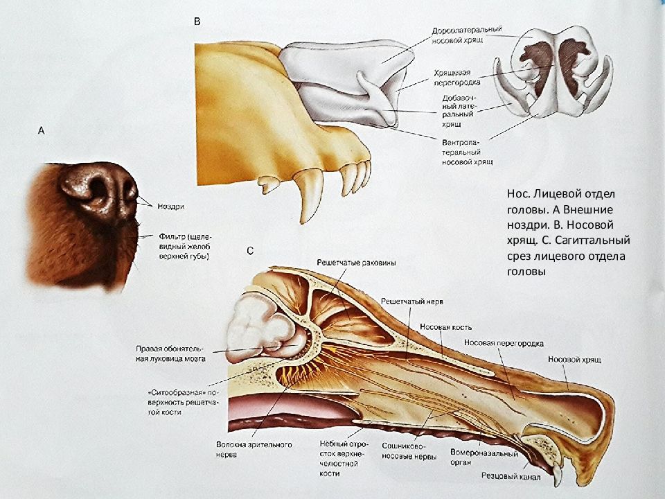 Органы обоняния у млекопитающих. Носовая полость собаки анатомия. Строение носовой полости собаки. Строение носовой полости собаки анатомия. Носовые пазухи у собак анатомия.