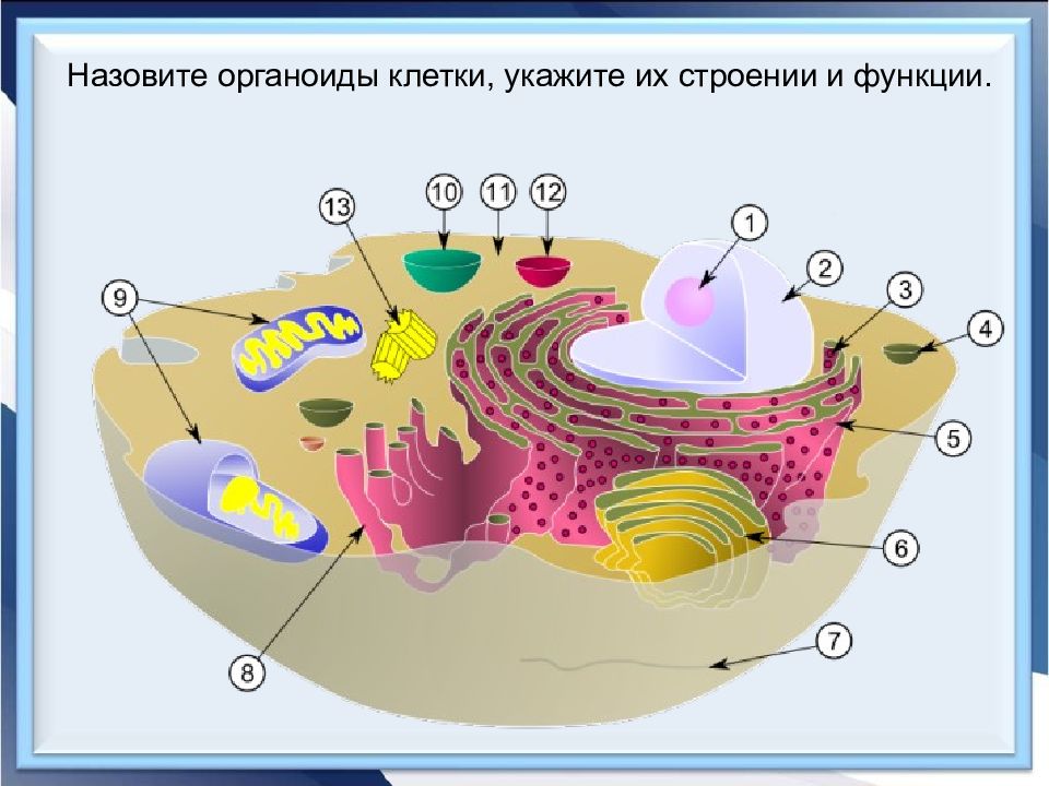 Цитология органоиды клетки. Эукариотическая клетка. Урок строение клетки 8 класс биология.