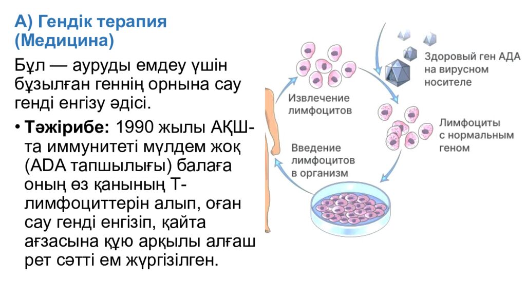 124. Гендерді клондауда, ДНҚ секвенирлеуле, мутагенезде ПТР маңызы