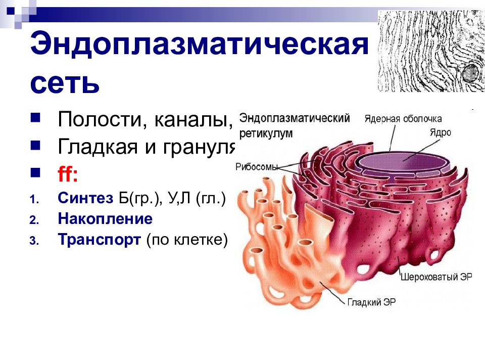 Эндоплазматическая сеть строение и функции. Эндоплазматическая сеть ретикулум. Строение эндоплазматической мембраны. Гладкая эндоплазматическая сеть. Шероховатая ЭПС строение.