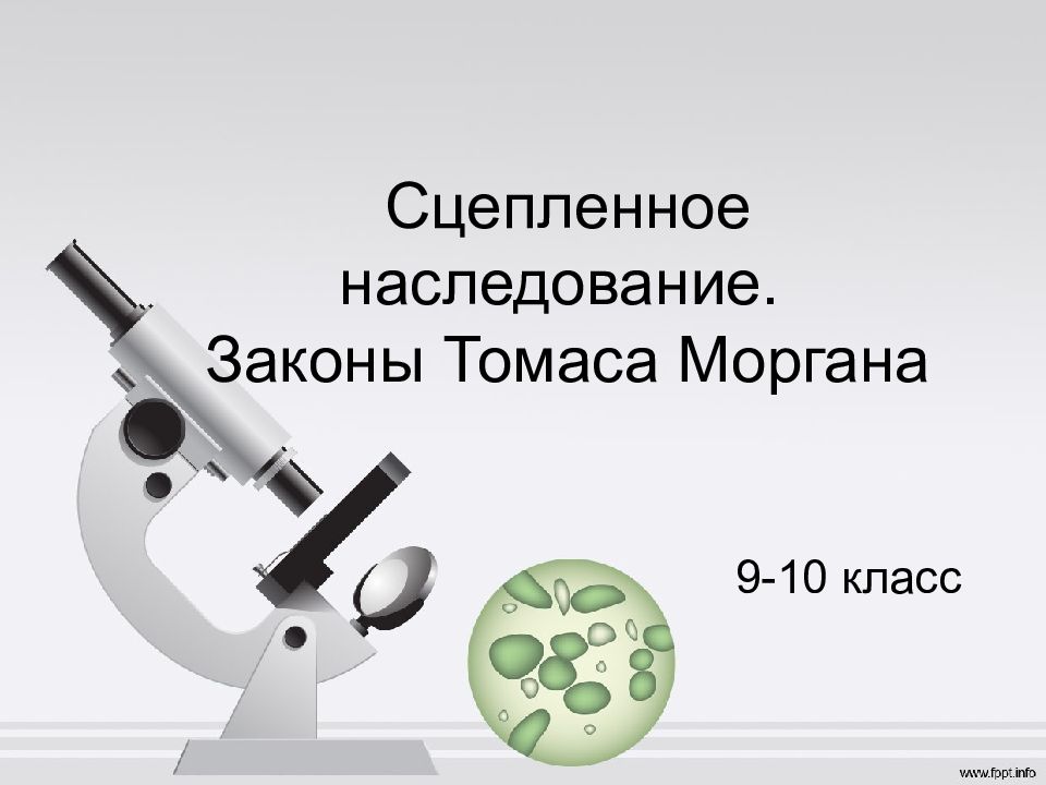 Сцепленное наследование. Законы Томаса Моргана