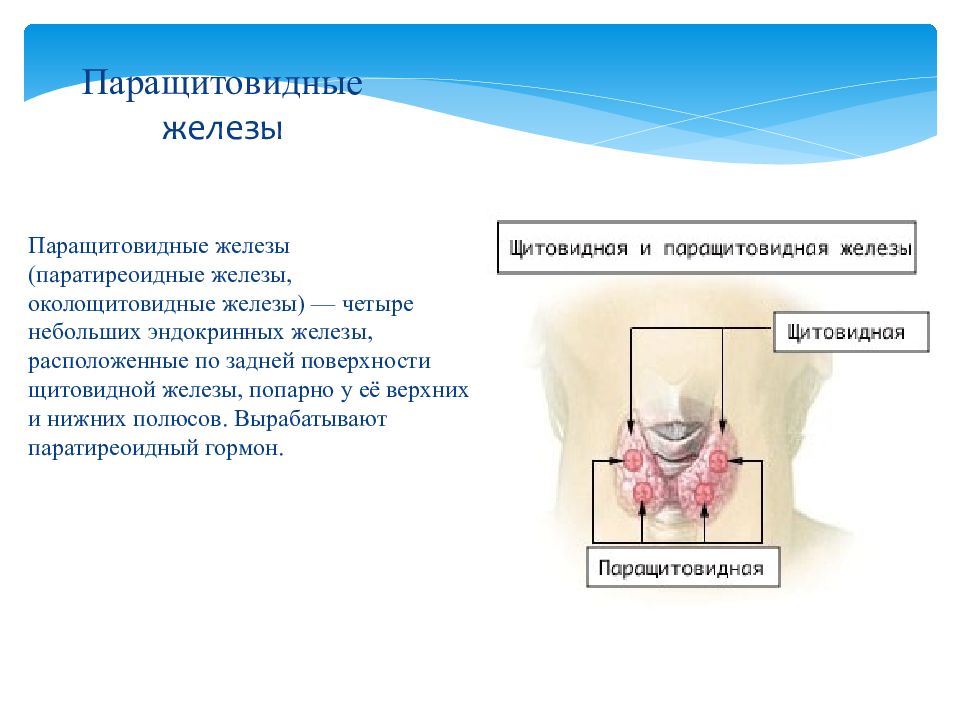 Презентация заболевания паращитовидных желез