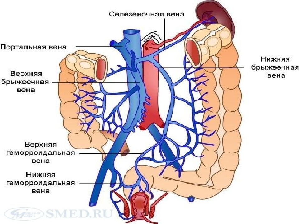 Анатомия и физиология сердечно сосудистой системы презентация