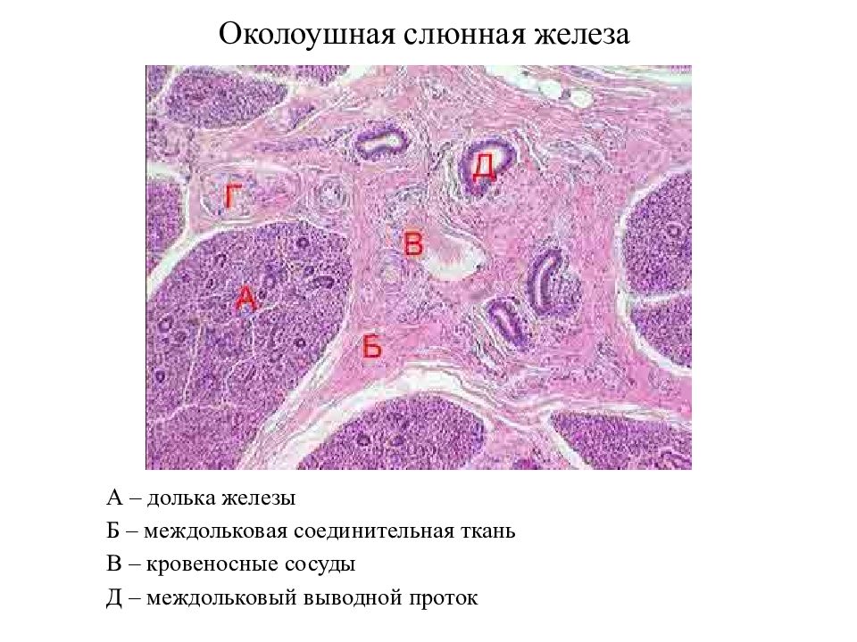 Околоушная слюнная железа гистология рисунок