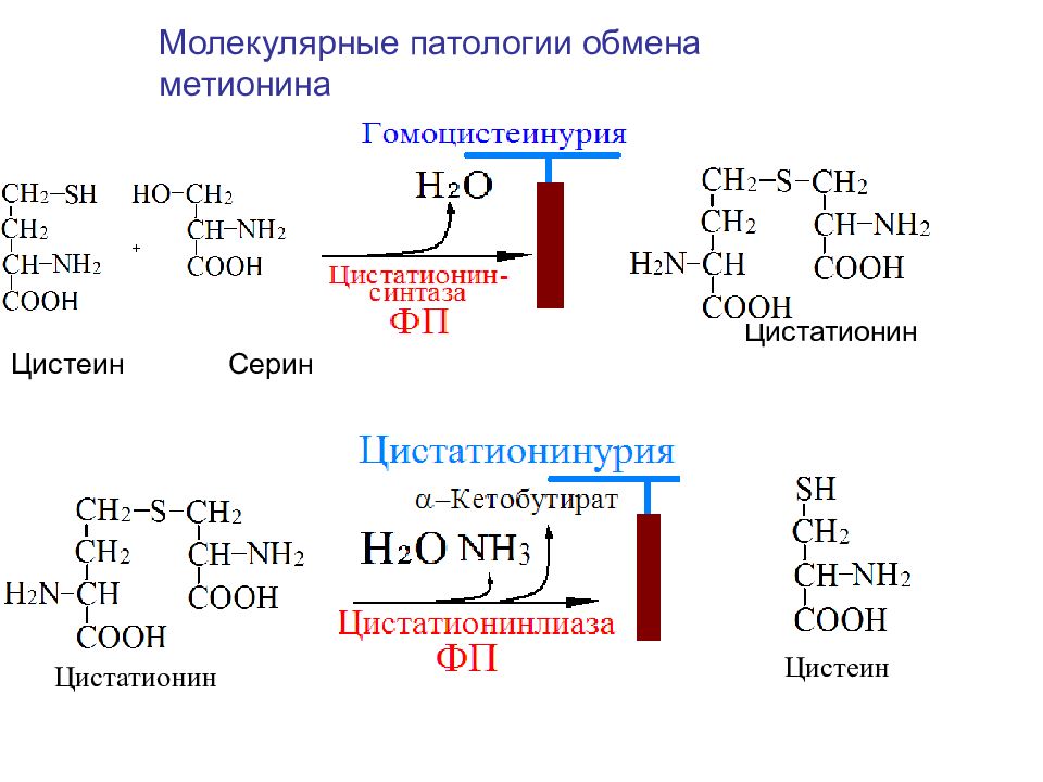 Обмен 15. Цистеина из метионина. Метионин биохимия. Метаболизм метионина и цистеина. Образование цистеина из метионина.