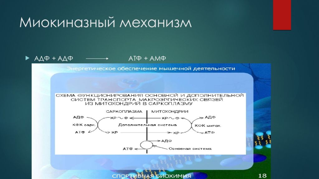 Адф это в биологии. МИОКИНАЗНЫЙ механизм. АДФ рецепторы. Альтернативная биохимия.