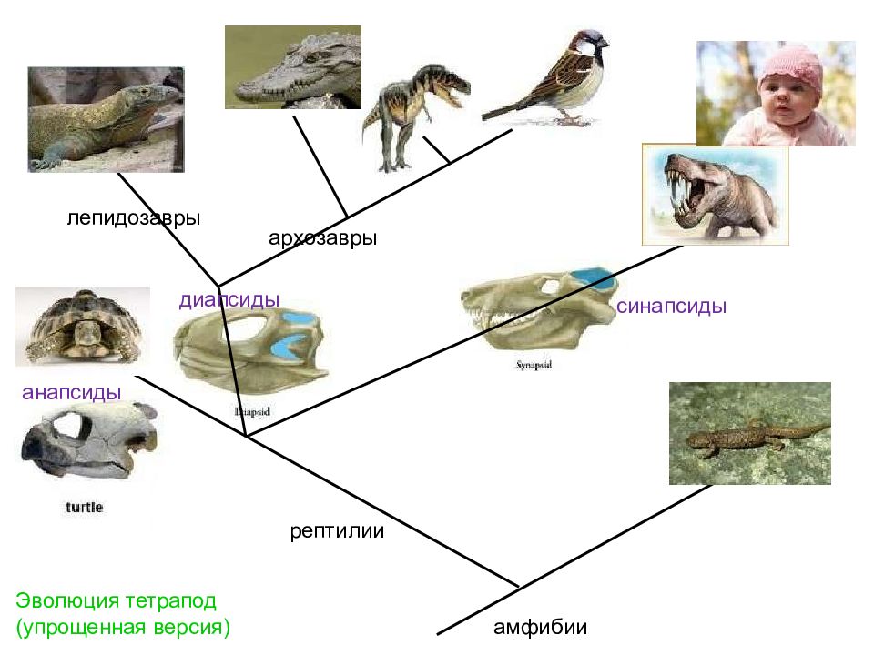 Диапсиды. Лепидозавры и архозавры. Синапсиды и диапсиды. Анапсиды синапсиды. Диапсиды череп.