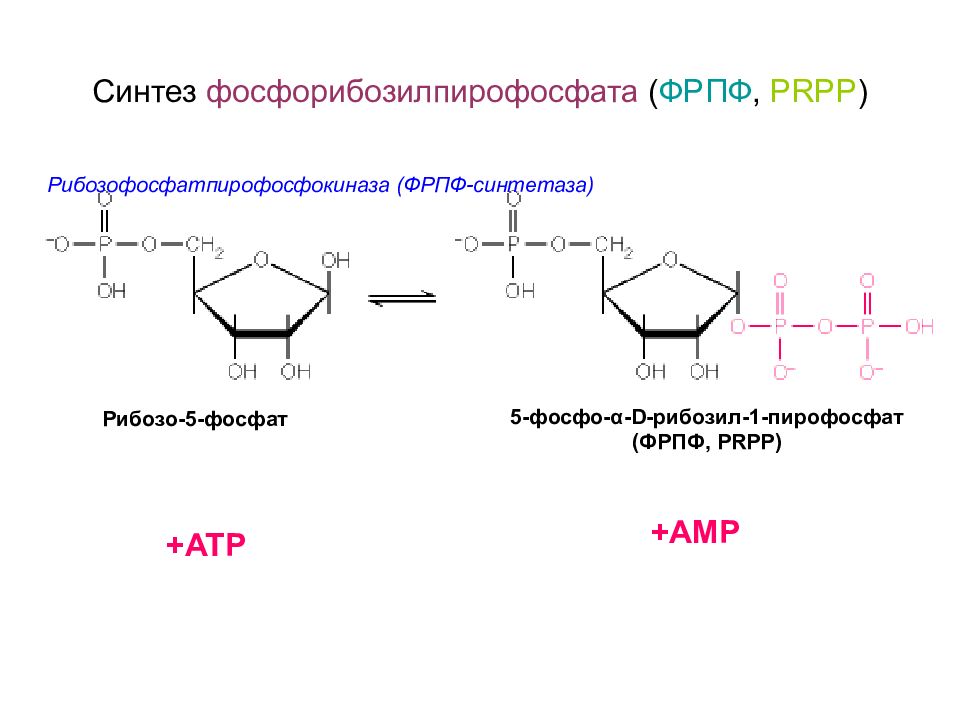 Синтез 6. Рибозо 5 фосфат ФРПФ. Фосфорибозилпирофосфат синтетаза. Образование 5-фосфорибозил 1-пирофосфата ФРПФ. 5-Фосфорибозил-1-пирофосфат (ФРПФ)..