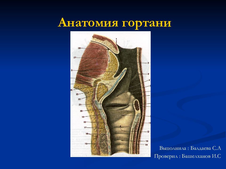 Анатомия гортани