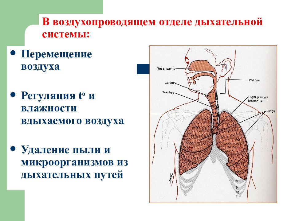 1 органы дыхания человека. Дыхательная система человека анатомический чертеж. Анатомические образования относящиеся к дыхательной системе. Функции воздухопроводящих путей дыхательной системы. Строение воздухопроводящих путей.