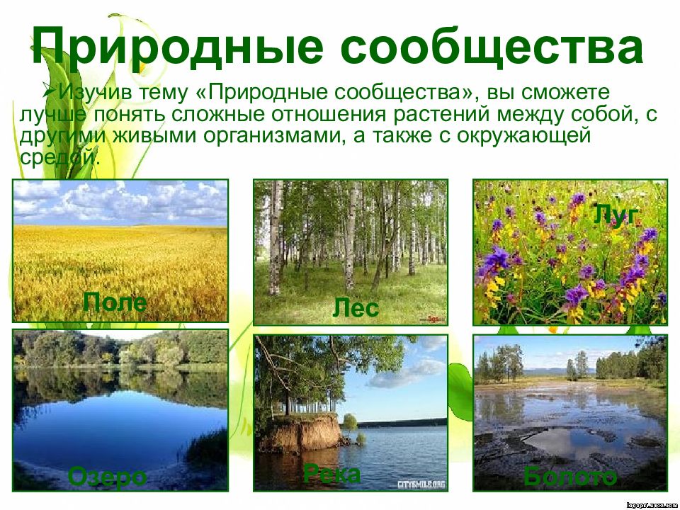 Примеры природных сообществ озеро. Природные сообщества. Природный. Сообщение о природном сообществе. Природное сообщество окружающий мир.