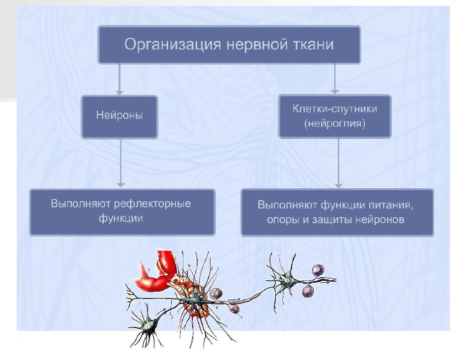 Нервная ткань функции. Нервная ткань классификация схема. Нервная система схема Нейроны и нейроглия. Нервная система делится на Нейроны и. Классификация нейронов и клеток глии.