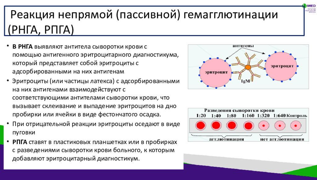 Гемагглютинация