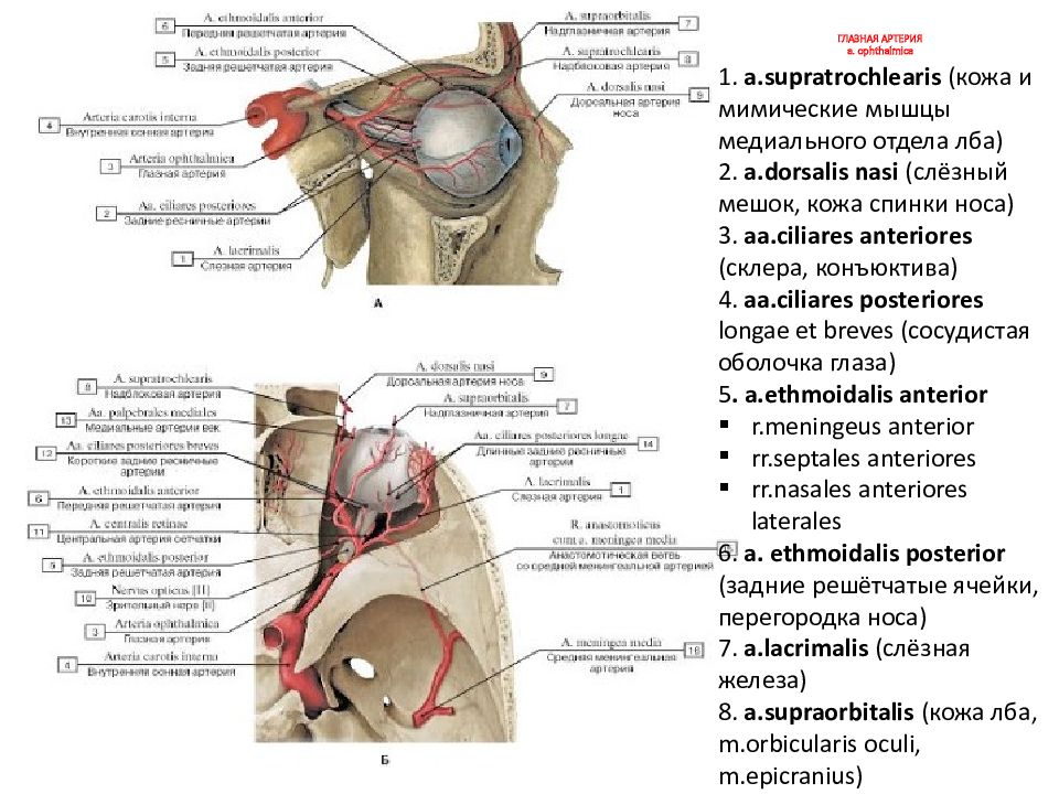 Глазная артерия. Ветви артерии Офтальмика. Ветви глазной артерии a.ophthalmica. Глазная артерия – arteria ophthalmica. Ветви глазной артерии схема.