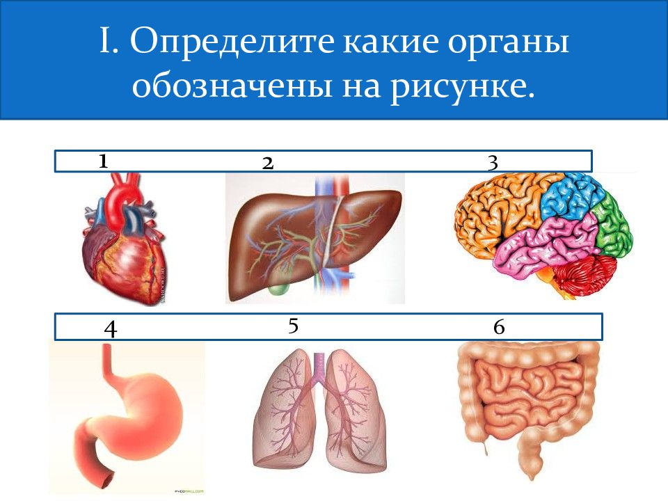 Какие органы внешние. Какие органы внешние