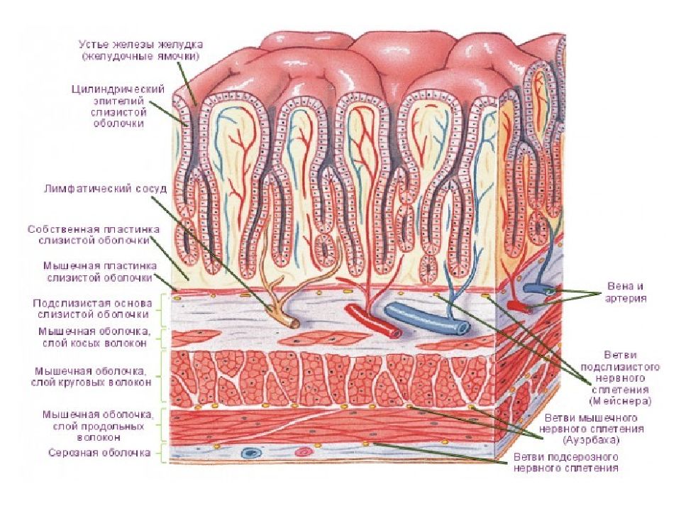 Тонкая слизистая оболочка желудка. Строение слизистой оболочки анатомия. Послойное строение стенки кишки. Слизистая оболочка пищеварительного тракта. Оболочки стенки желудка анатомия.