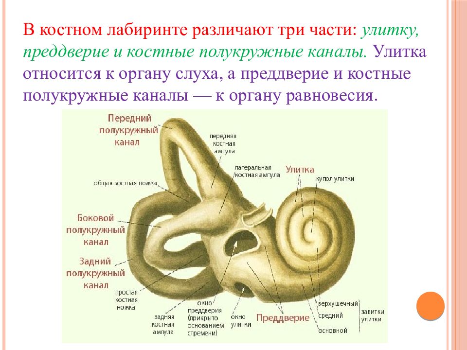 Презентация по органу равновесия