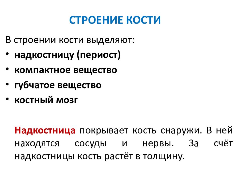 В кости выделяют. ЧНП покрыты кости.