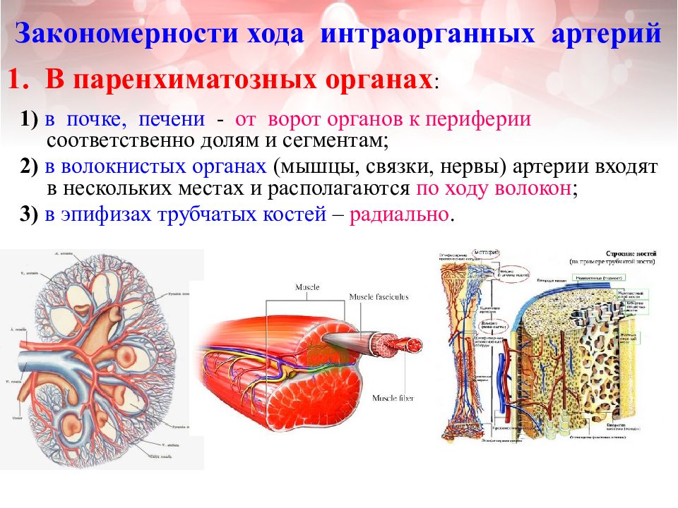 Общий план строения полых и паренхиматозных органов