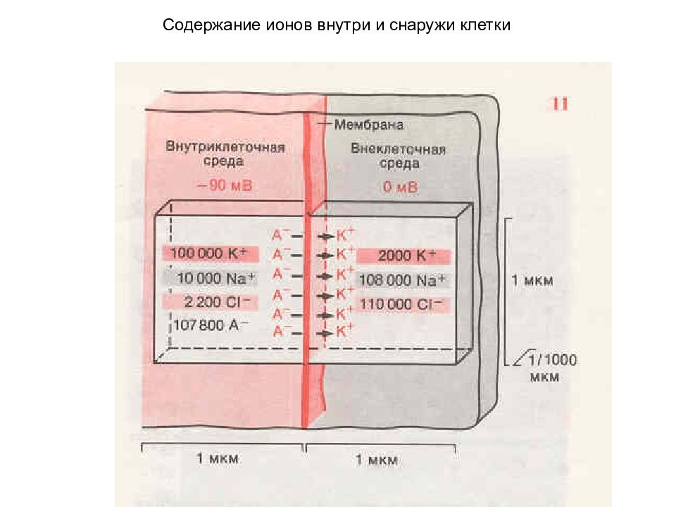 Ионы внутри клетки