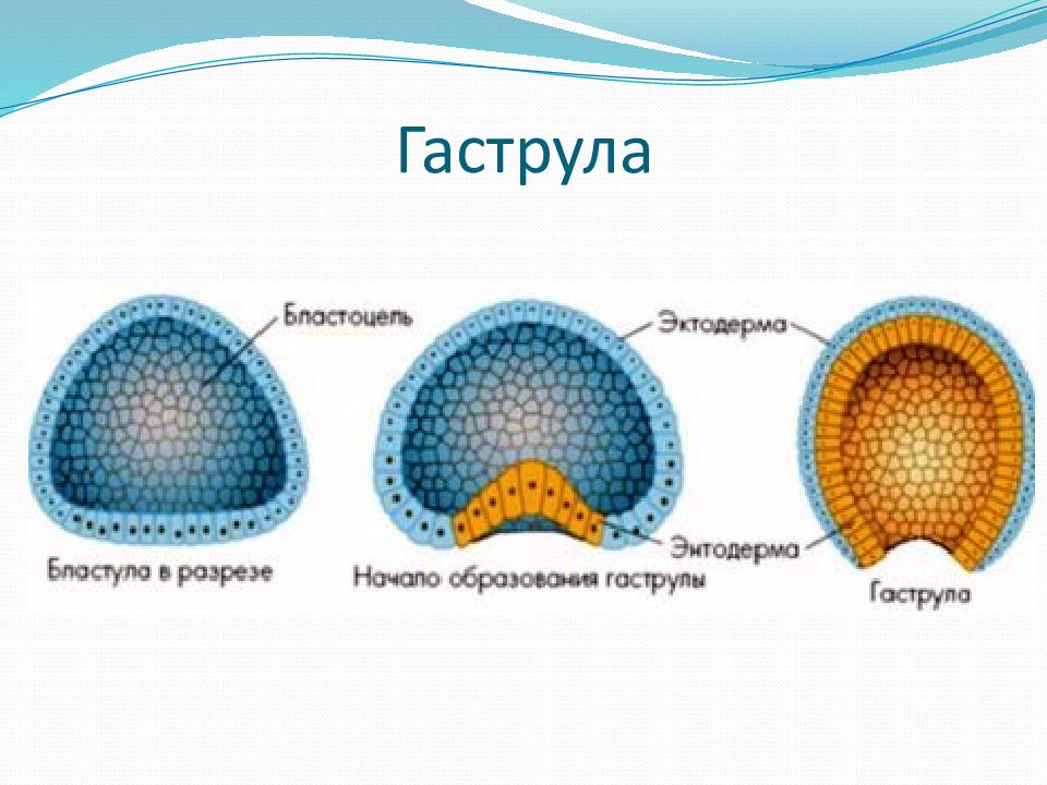 Эмбриогенез в картинках