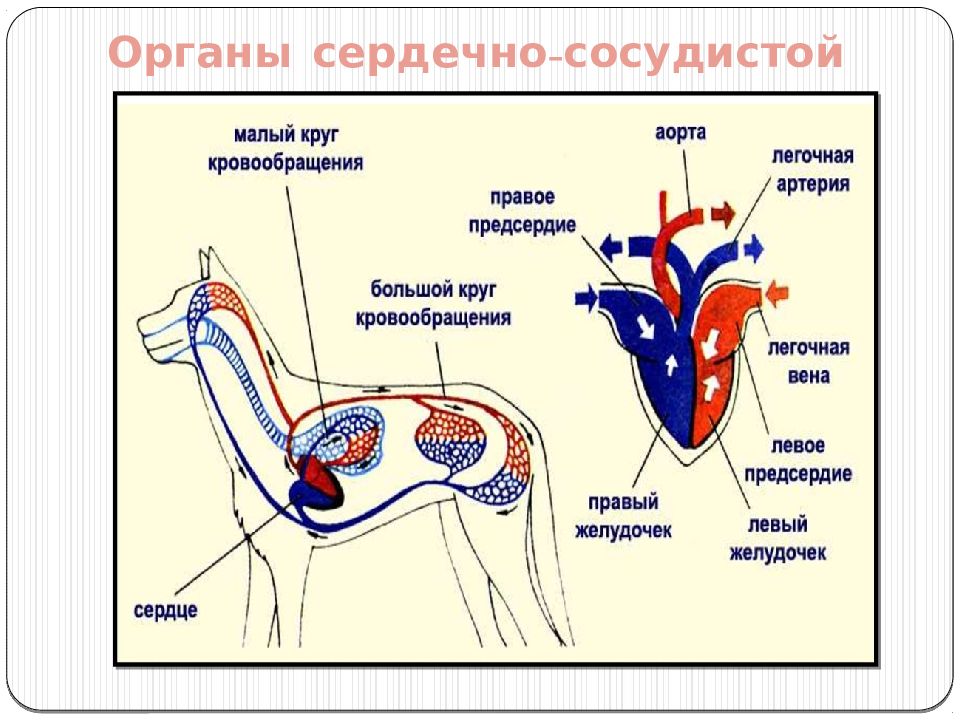 Исследование сердечно сосудистой. Исследование сердечно сосудистой системы у животных. Сердечно сосудистая система КРС. Схема исследования сердца у животных. Исследование сердечно-сосудистой системы у лошадей.