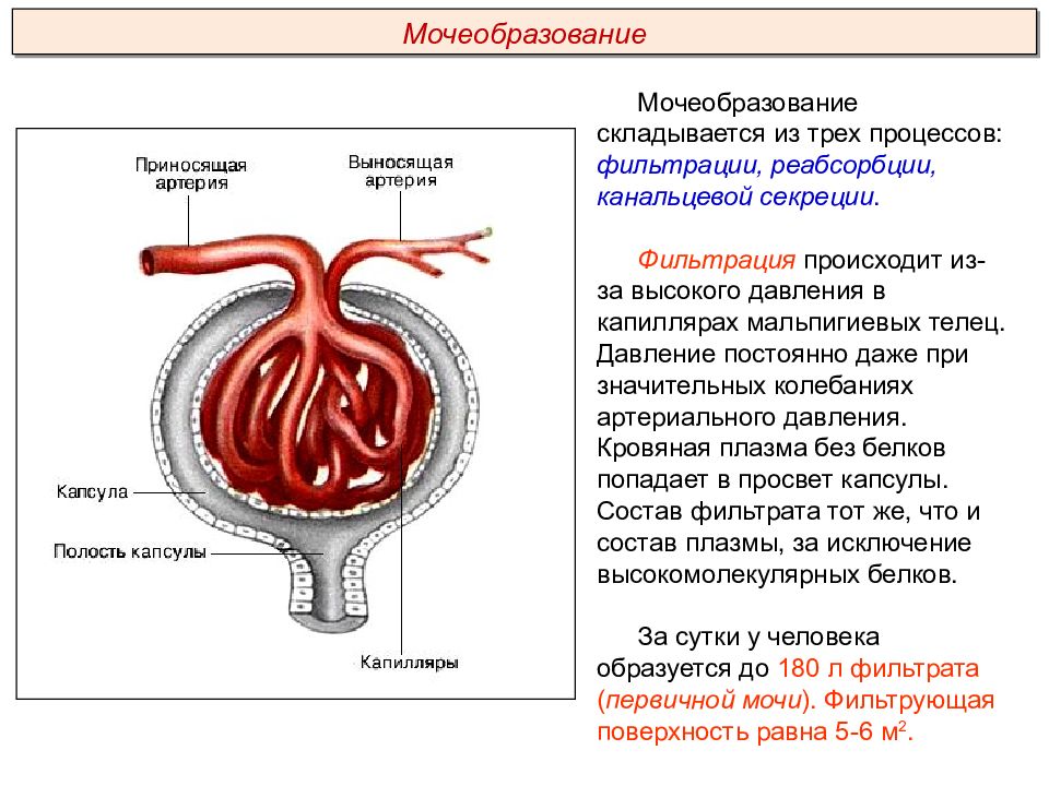 Презентация выделительная система пименов