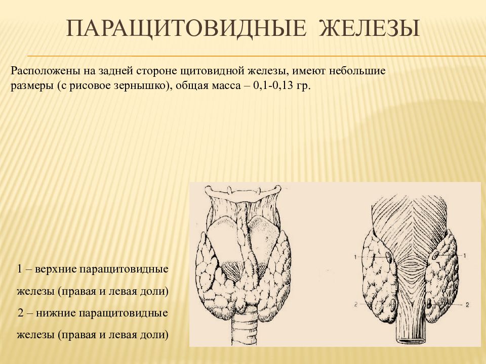 Паращитовидная железа. Щитовидная и паращитовидная железы схема. Околощитовидные (паращитовидные) железы животных. Паращитовидная железа анатомия животных. Функции паращитовидной железы у животных.