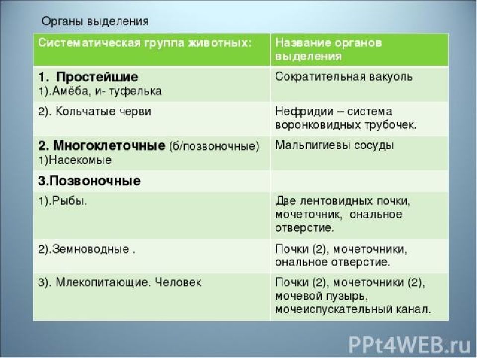 Выделение у животных 6 класс. Таблица по биологии органы выделения животных 7 класс. Таблица выделения у животных 6 класс биология. Систематическая группа животных название органов выделения. Органы выделения животных таблица.