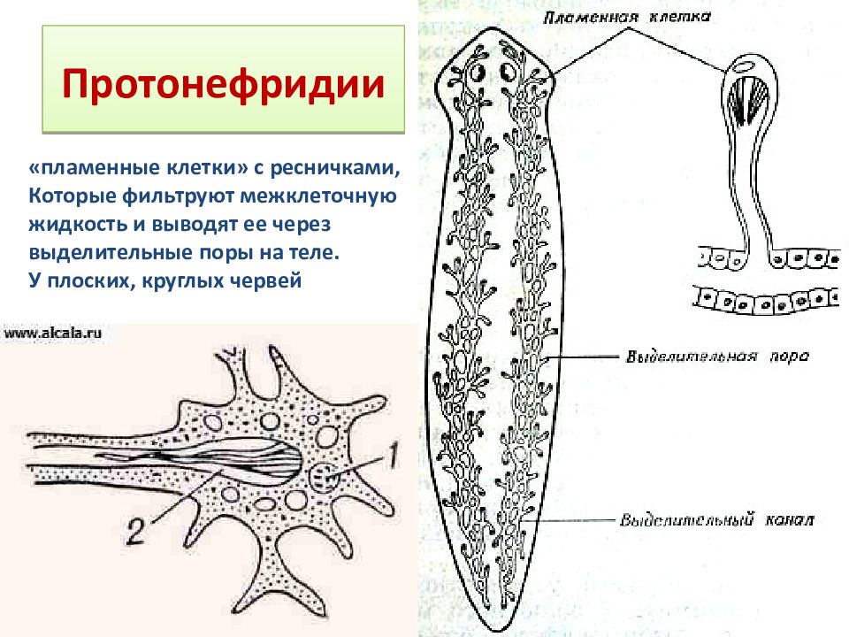 Плоские черви выделительная система. Протонефридии у плоских червей. Протонефридии схема строения. Протонефридиальная выделительная система. Выделительная система протонефридиального типа.