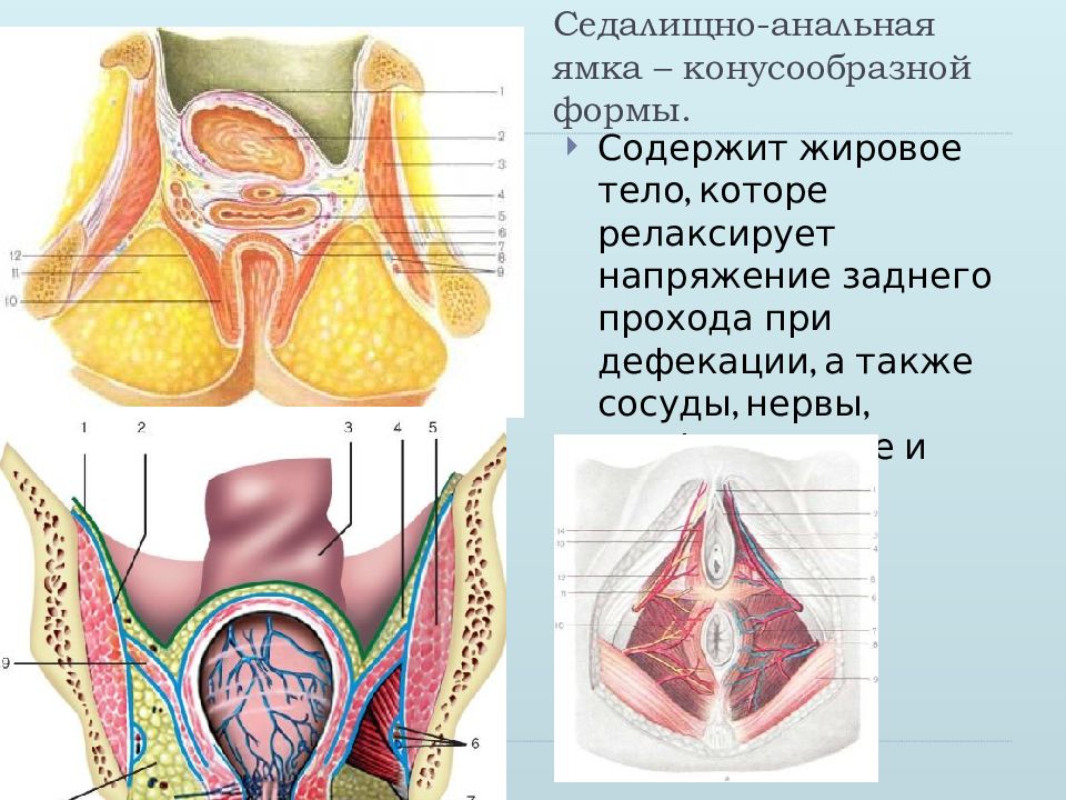 Анатомия Анального