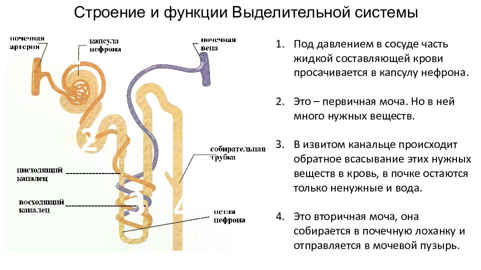 Вторичная моча образуется в мочеточнике. Выделительная система извитой каналец. Мочевыделительная система структура нефрон. Выделительная система человека строение почки. Выделительная система человека канальцы.