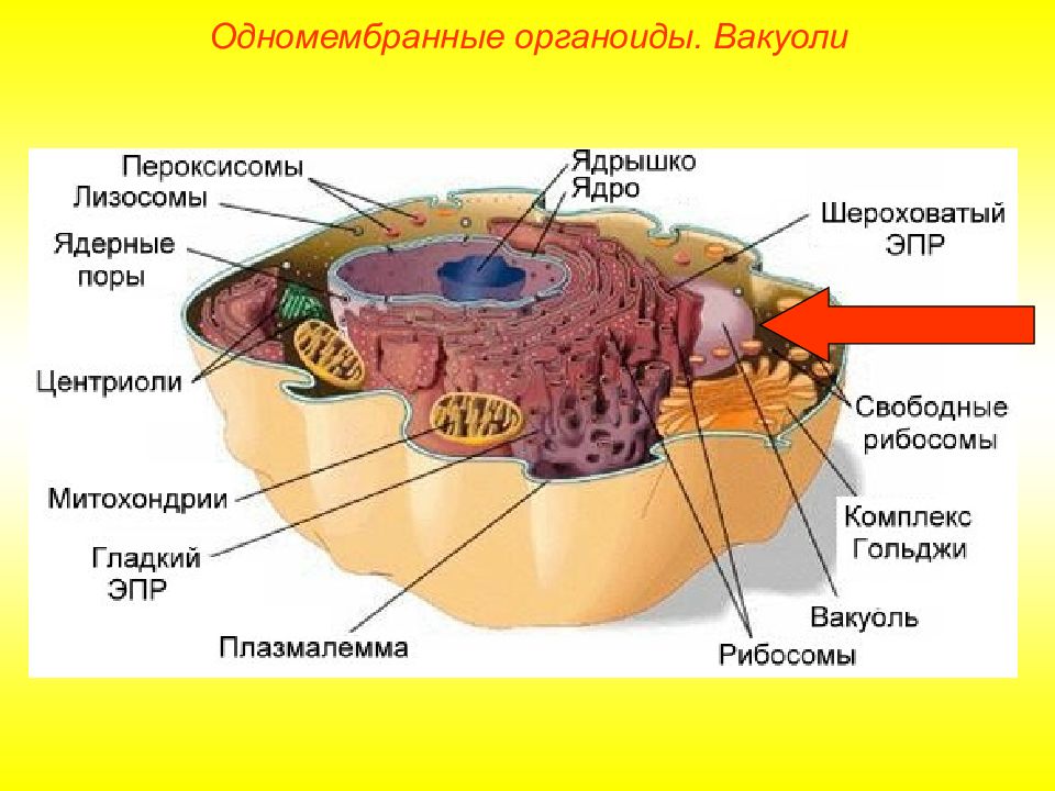 Одномембранные органоиды презентация